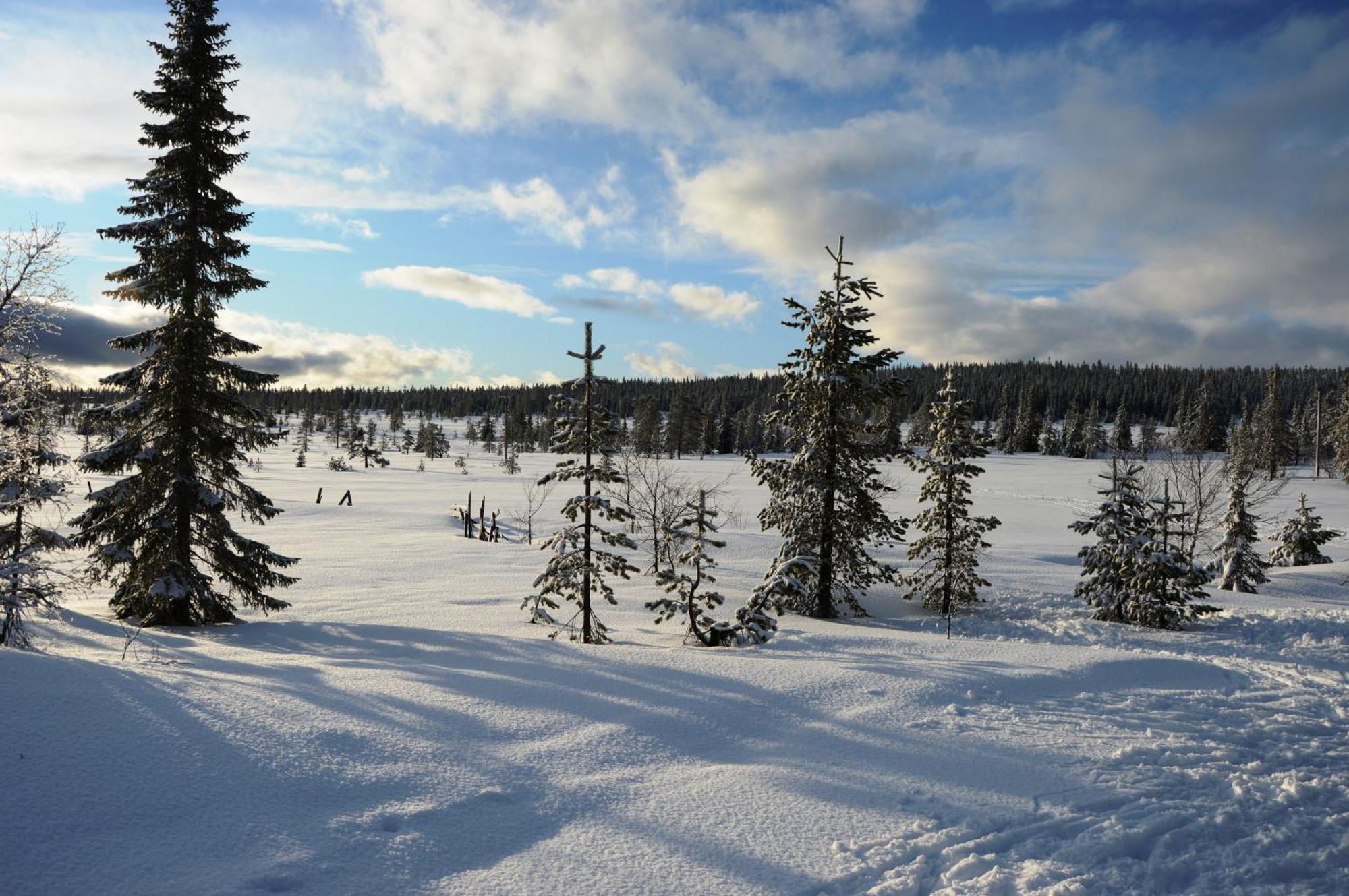 14 - Fulufjellets Nasjonalparker - Natur-, Dyre- Og Fugleopplevelser Trysil Exterior foto