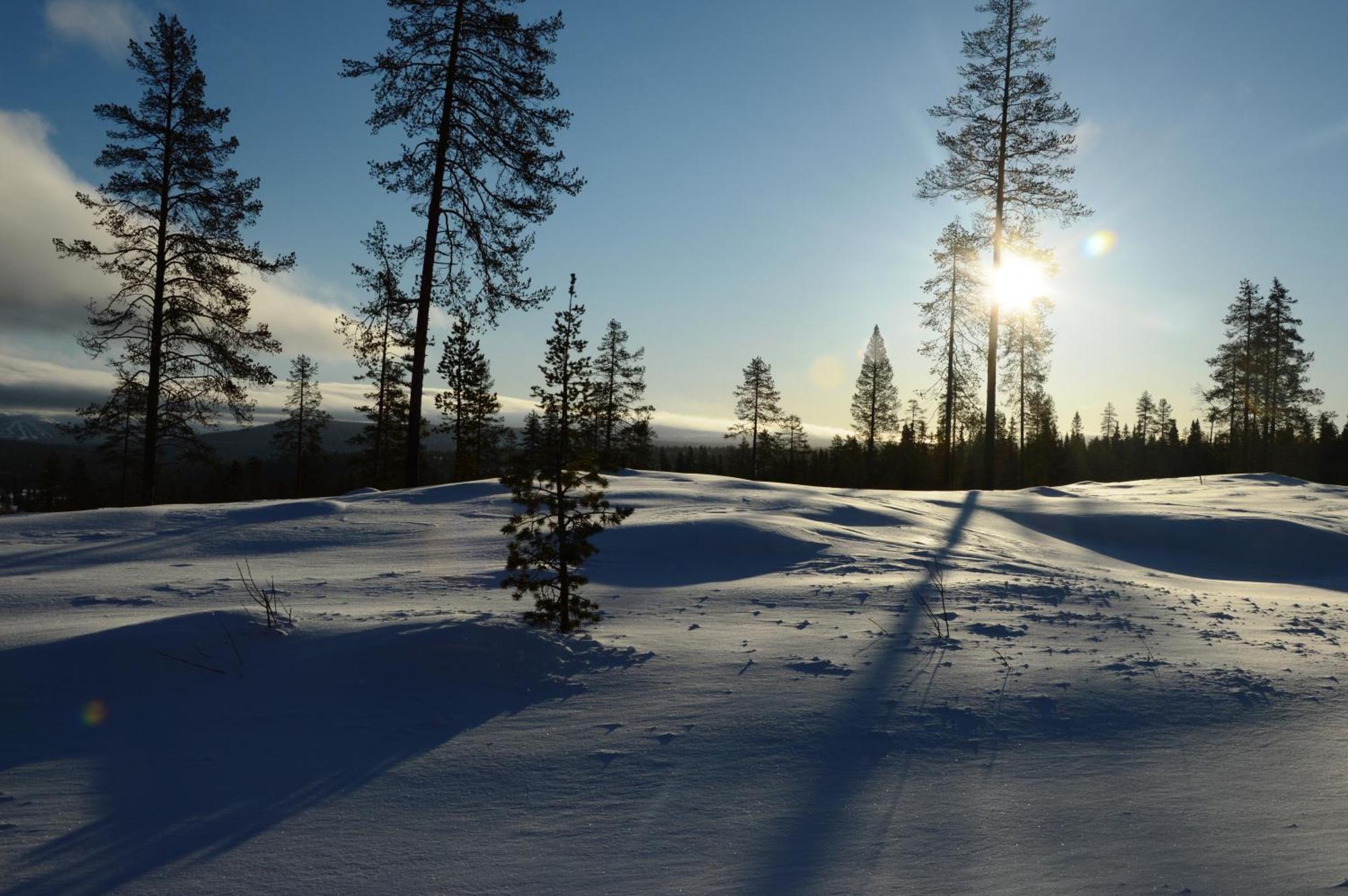 14 - Fulufjellets Nasjonalparker - Natur-, Dyre- Og Fugleopplevelser Trysil Exterior foto