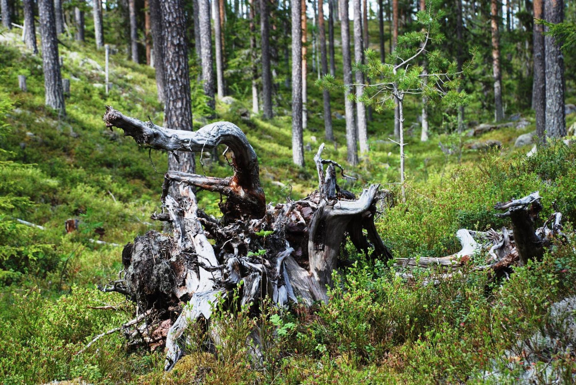 14 - Fulufjellets Nasjonalparker - Natur-, Dyre- Og Fugleopplevelser Trysil Exterior foto