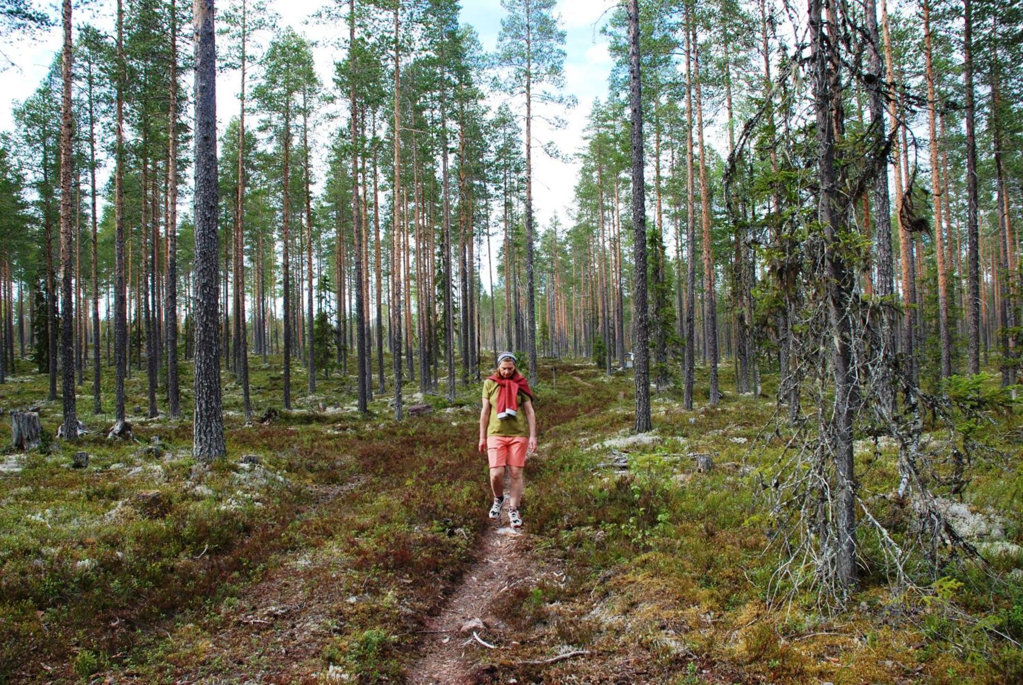 14 - Fulufjellets Nasjonalparker - Natur-, Dyre- Og Fugleopplevelser Trysil Exterior foto