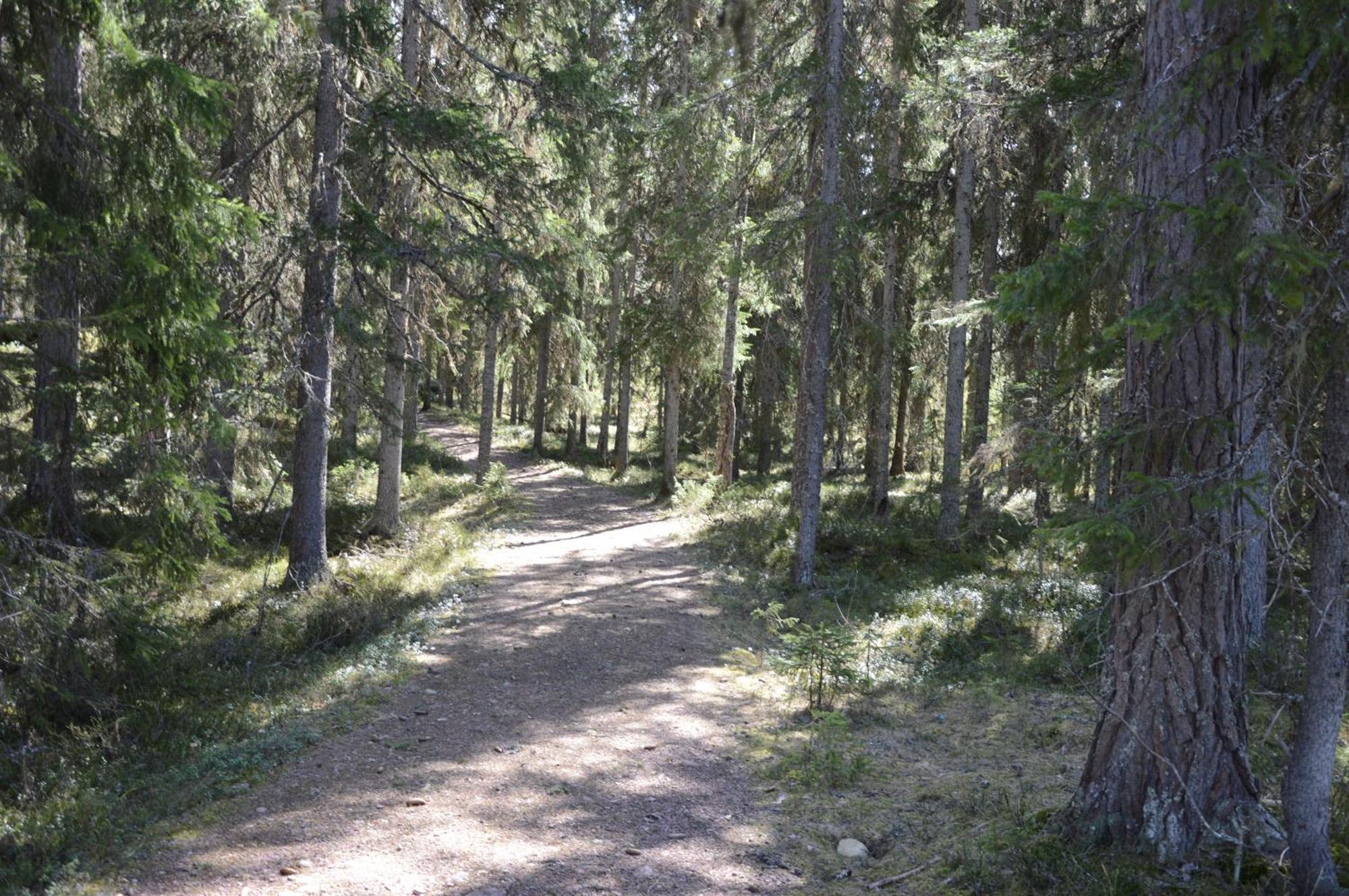 14 - Fulufjellets Nasjonalparker - Natur-, Dyre- Og Fugleopplevelser Trysil Exterior foto